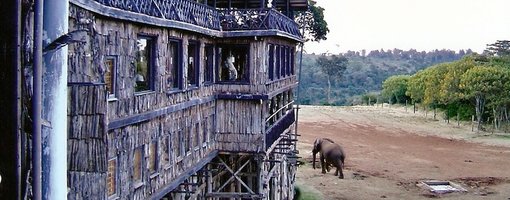 The Ark, Treetops, and Aberdare National Park, Kenya