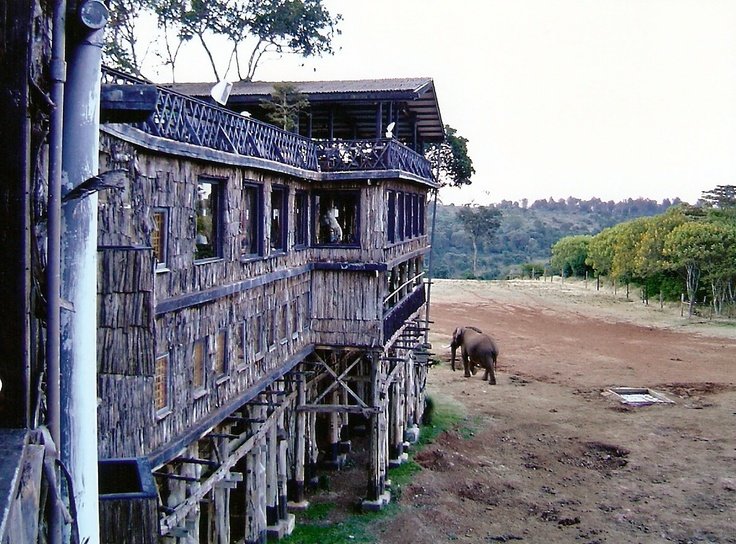 treetops safari park kenya