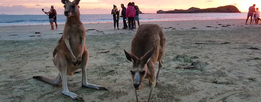 How to See The Cape Hillsborough Kangaroos at Sunrise - Qld Australia