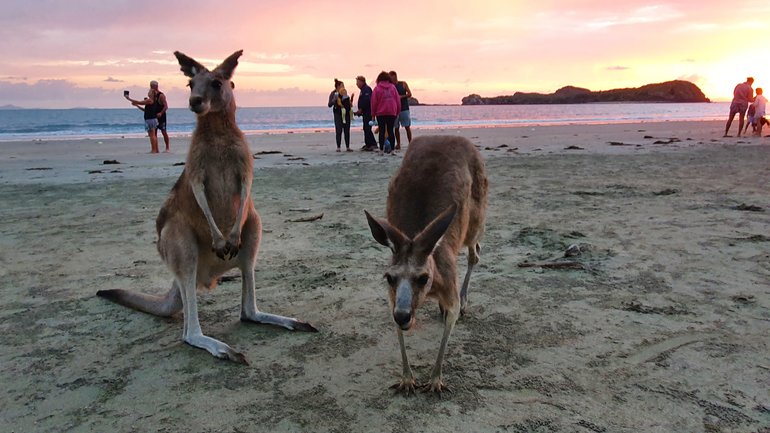 Kangaroos of Cape Hillsborough