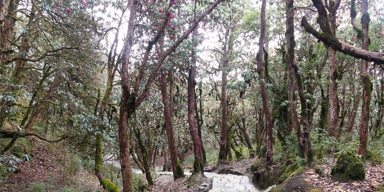 forest of flowers