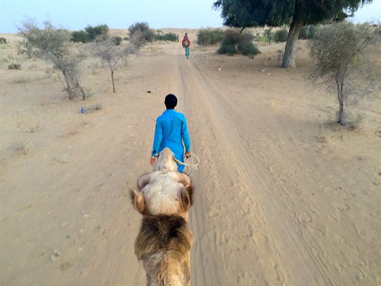 Camel Safari