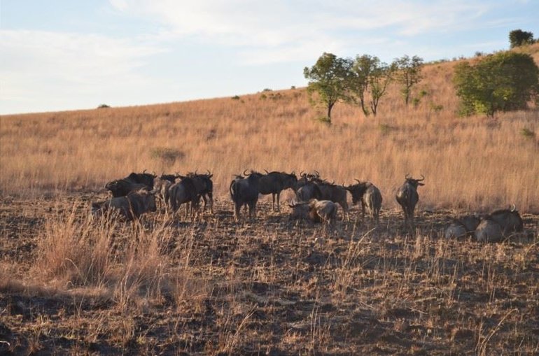 Wildebeests