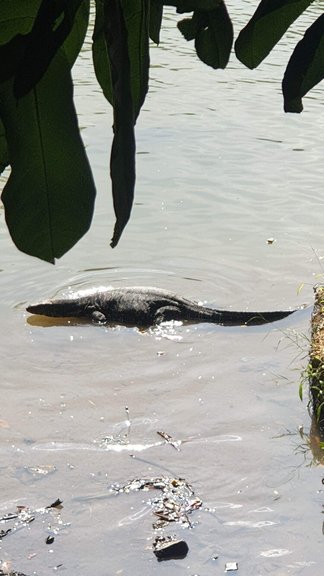 Kandy Lake Crocodile