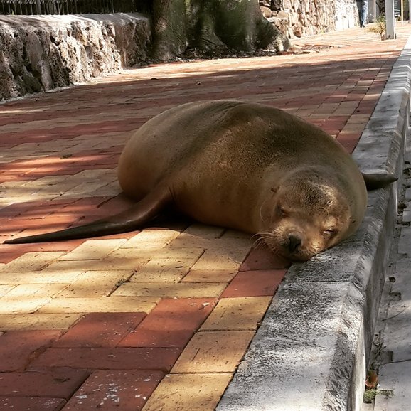 Sea lions everywhere