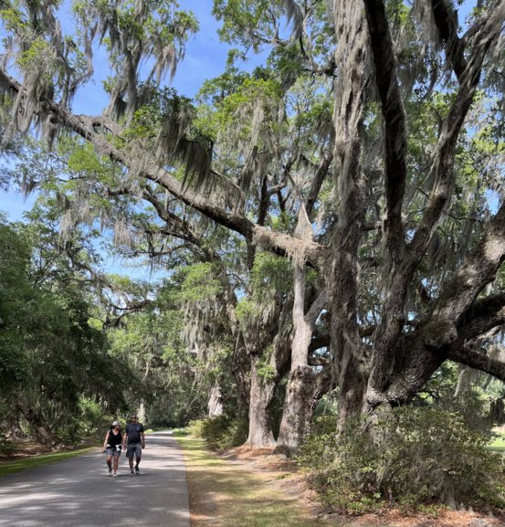 Strolling in Magnolia Plantation among the giant live oaks.
