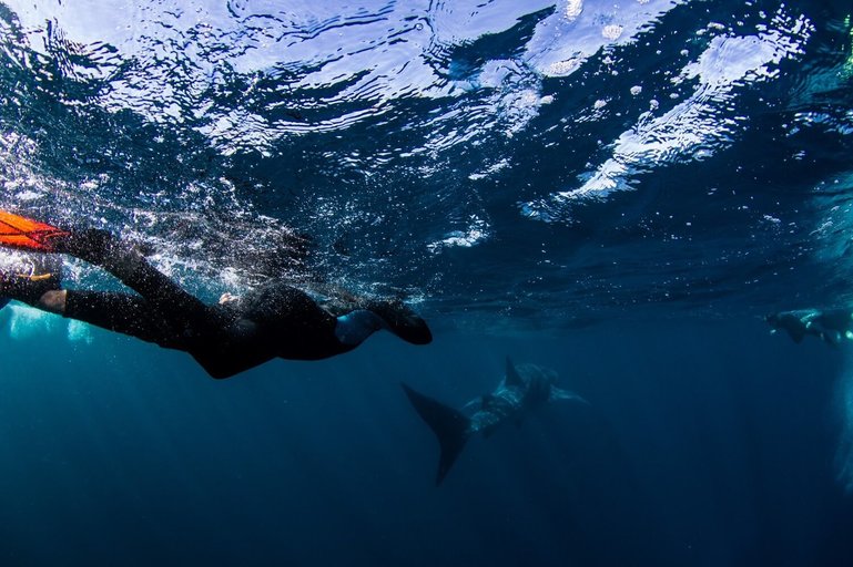 Following the whale sharks