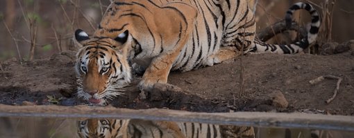 Pench National Park: Where Wilderness Whispers and the Adventure Roars