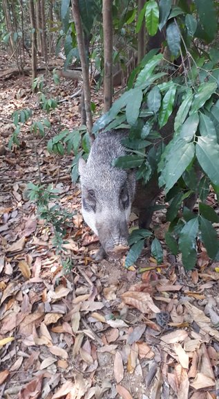 Wild boar foraging on Pulau Ubin, Singapore