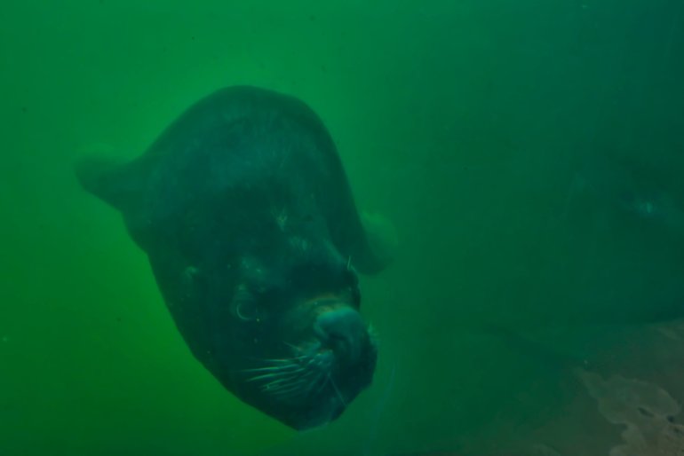 An amazing underwater view of the Patagonian Sea Lion swimming