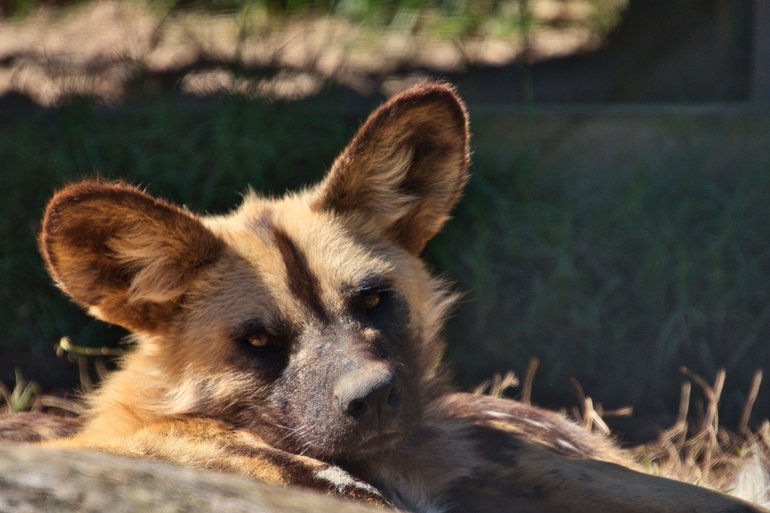 African Wild Dogs are often found sleeping during the day. I was lucky I found one that was curious about what I was doing