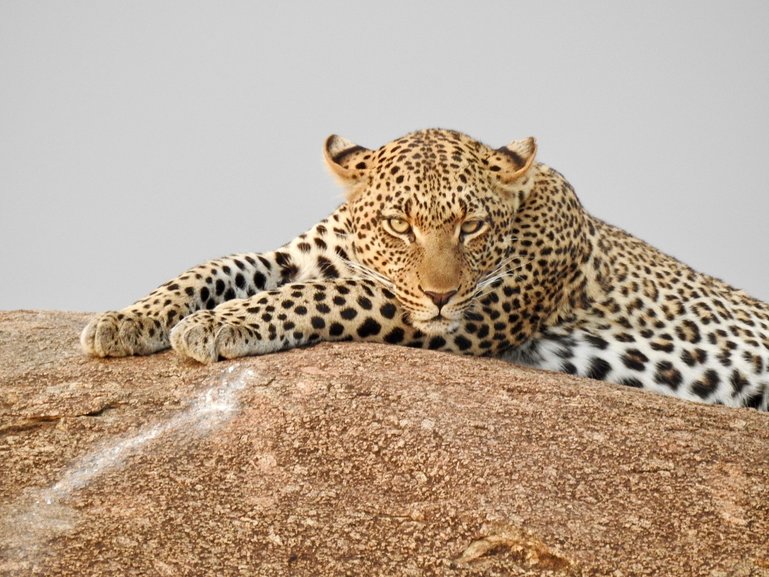 Leopard at Moru copjes