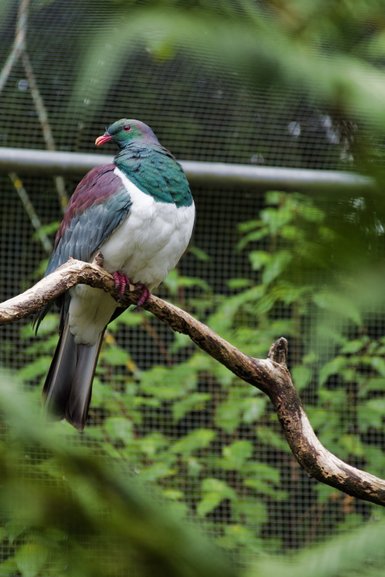 The Keruru or New Zealand Pigeon.