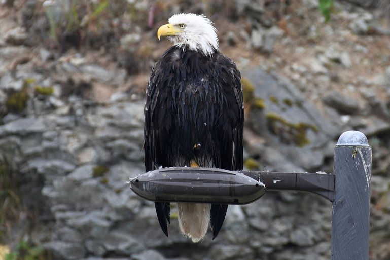 Bald Eagle on a light pole, protecting her nest