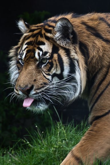 The Sumatran Tiger is more likely to be seen at the daily talks