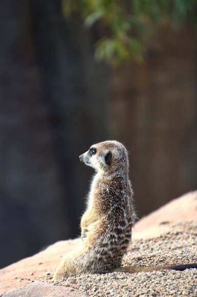 This little Meerkat was keeping a watch out over the Rhinoceros and Zebra