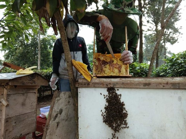 Bee Farm Bogor West Of Java