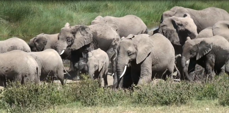The Elephat herd in Tarangire National Park