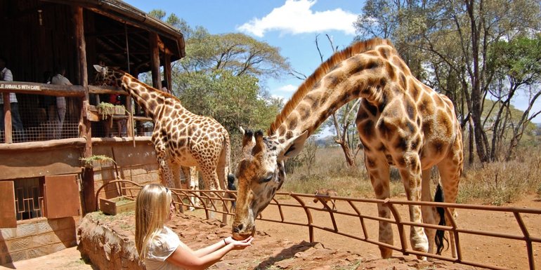 A girl feeding a giraffe from her palm at the giraffe centre