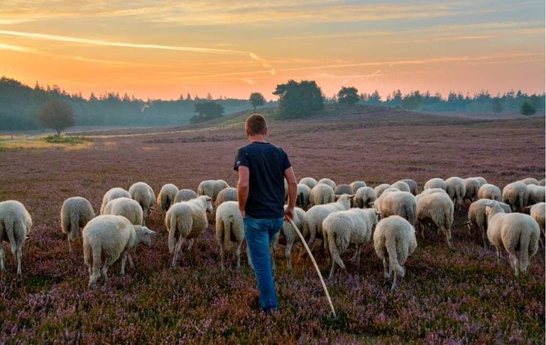 Shepherd with sheep at the moors of Heerde, Veluwe, Netherlands