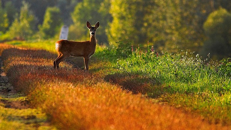 Picture Source-Wallpapertag