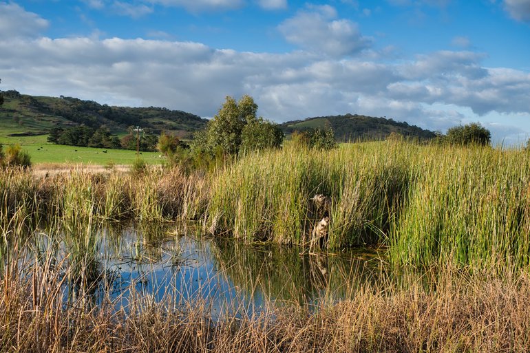 Walking through the Swamp Wetlands