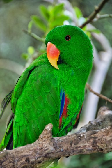 Eclectus Parrot.