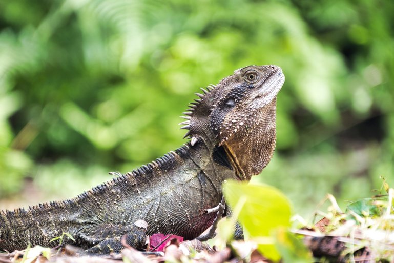 Water Dragons wander free and are easy enough to capture as long as you don't get too close