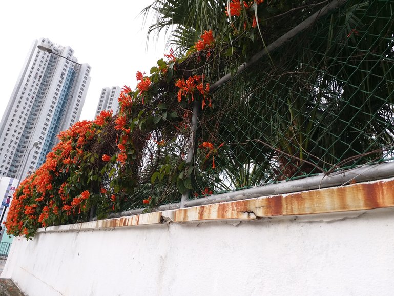 An array of Orange Trumpetvine (blossom time during Chinese New Year in Hong Kong)