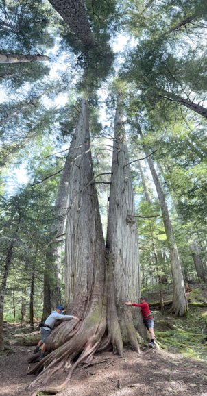 Ancient Cedar Grove near Whistler, BC Canada