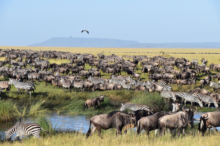 The Wildebees herd in the Serengeti