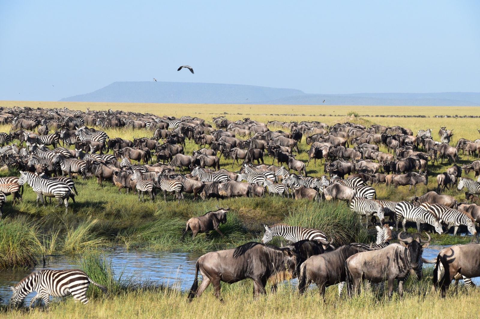 The Great Wildebeest Migration in The Serengeti National Park