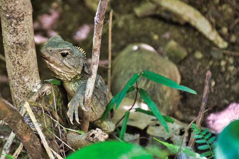 My first wild Tuatara!!