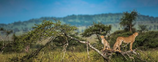 Serengeti National Park – Wildlife Treasure in Africa