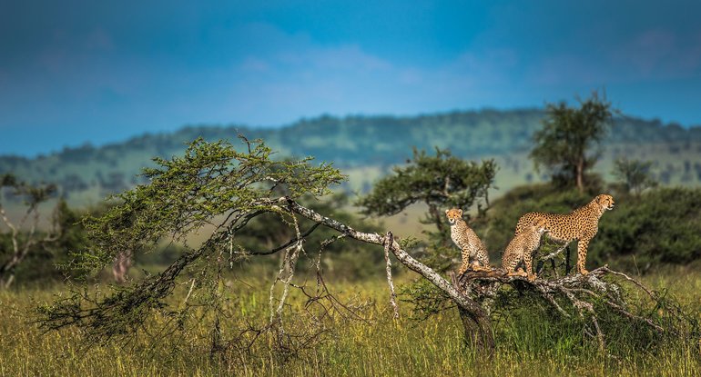 Cheetahs in Serengeti 