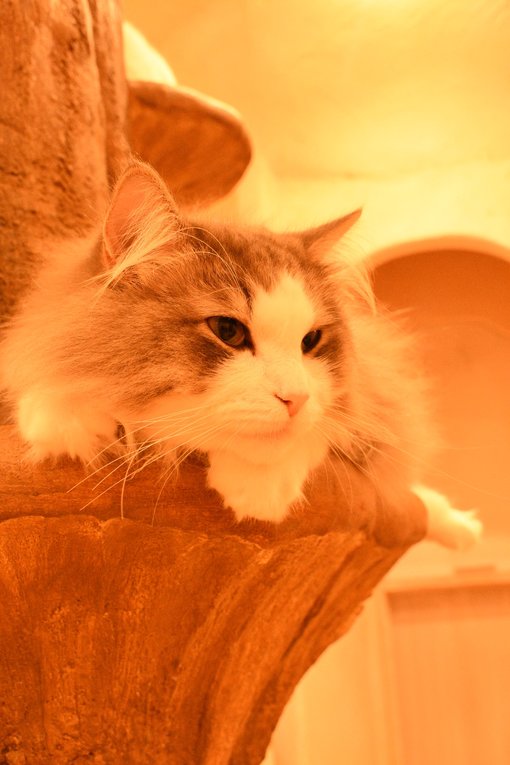 Tokyo’s Ghibli Inspired Cat Café