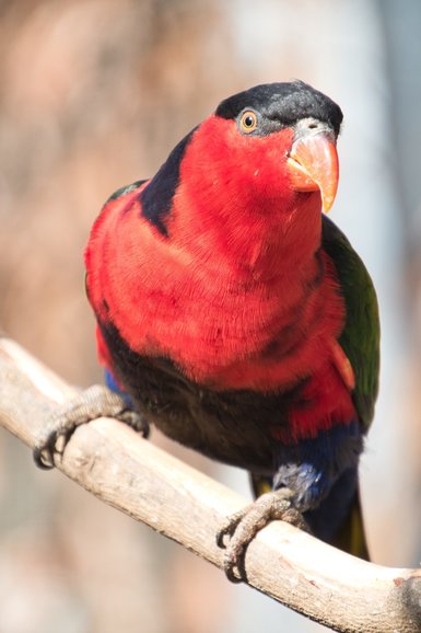 The Macaw, Corella and Black-Capped Lory