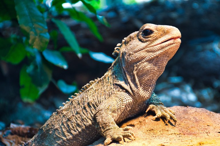 The Tuatara is patiently waiting for his or her photo to be taken.