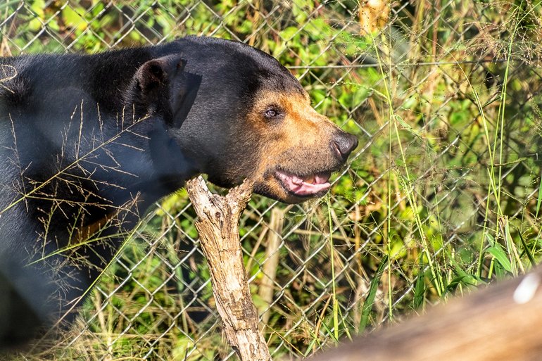 If you're lucky, you'll find Maly, the Sun Bear, roaming around his enclosure