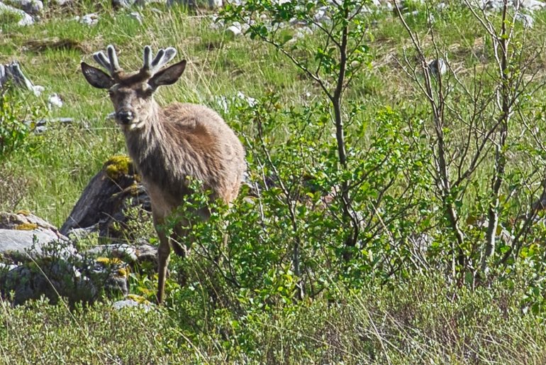 A Young Deer was taking a break near the side of the road