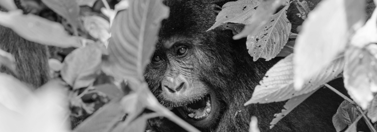 Gorilla in Bwindi Uganda