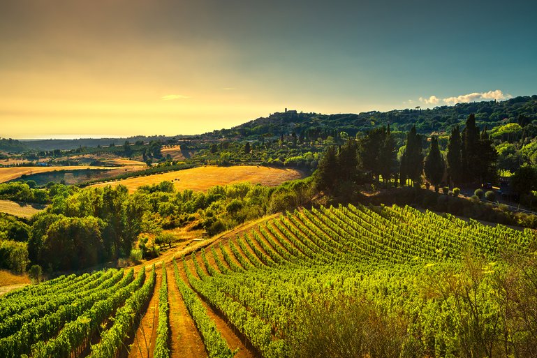 Casale Marittimo, Vineyards,Countryside, Maremma,Tuscany