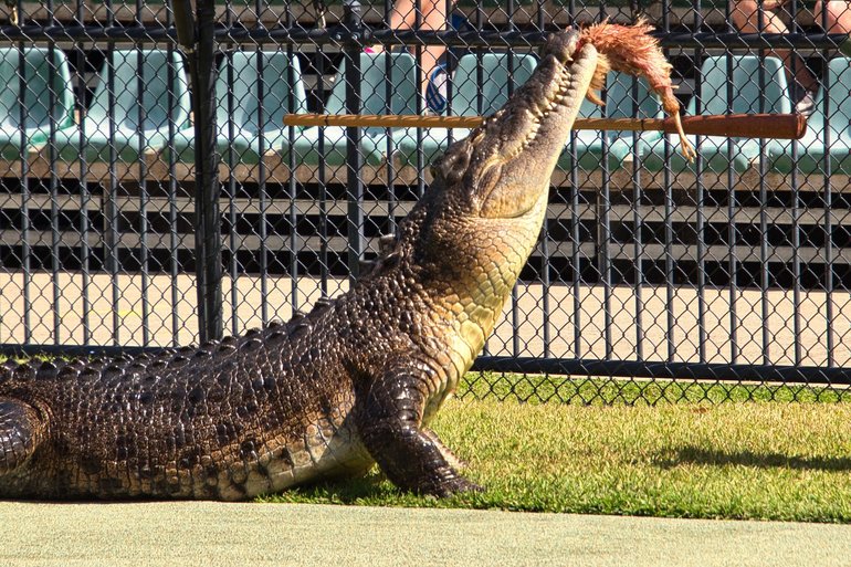 The Crocs put on a show showing their power and agility