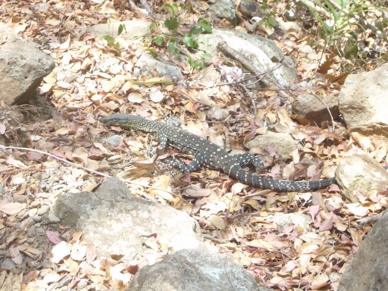 Lizard on Hook Island