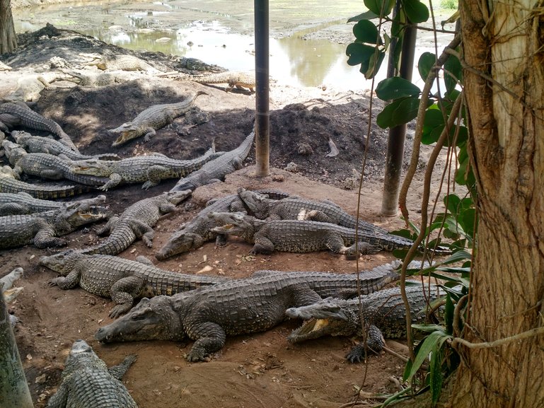 Crocodile farm in Cuba with more than 4000 crocodiles