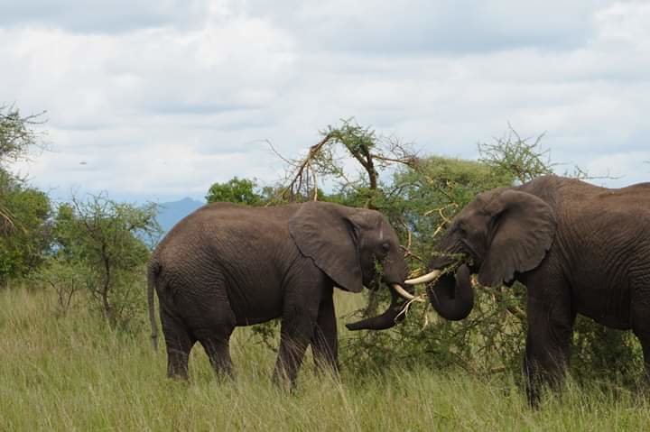 The Giant Elephant in The Tarangire National Park