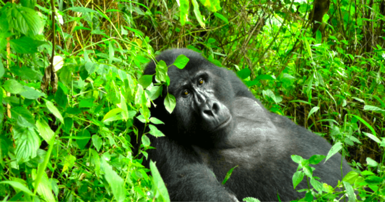 Gorilla in Bwindi