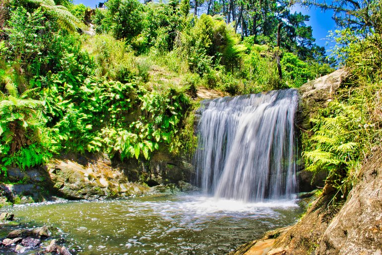 The oasis in the middle of the Auckland suburbs.