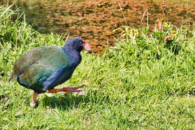 You can also see the endangered Takahe.