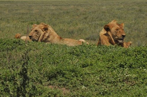 Visiting Chobe National Park